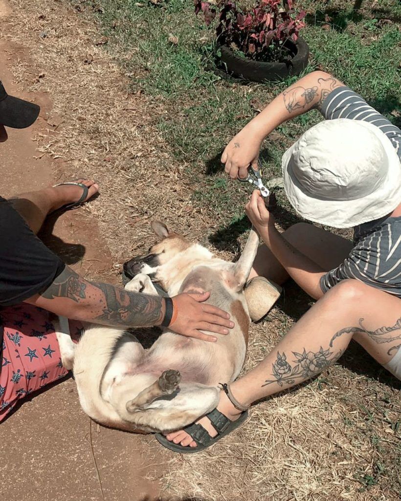 Volunteer caring for a rescued dog at Koh Mak Animal Clinic, Thailand