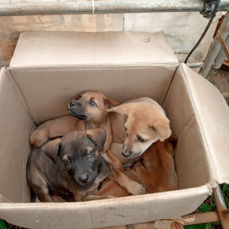 Rescued dog at Koh Mak Animal Clinic shelter, Thailand