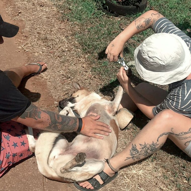 Volunteer caring for a rescued dog at Koh Mak Animal Clinic, Thailand