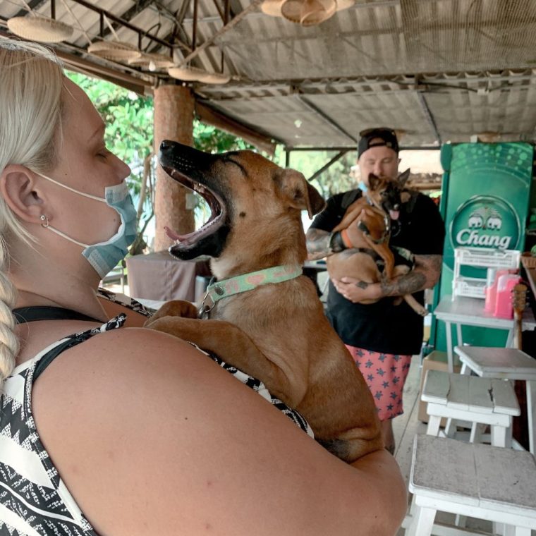 Rescue dog at Koh Mak Animal Clinic, Thailand