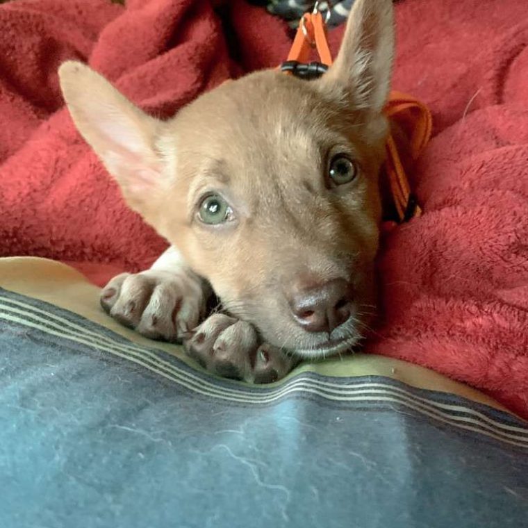 Rescued animal in care at Koh Mak Animal Clinic, Thailand