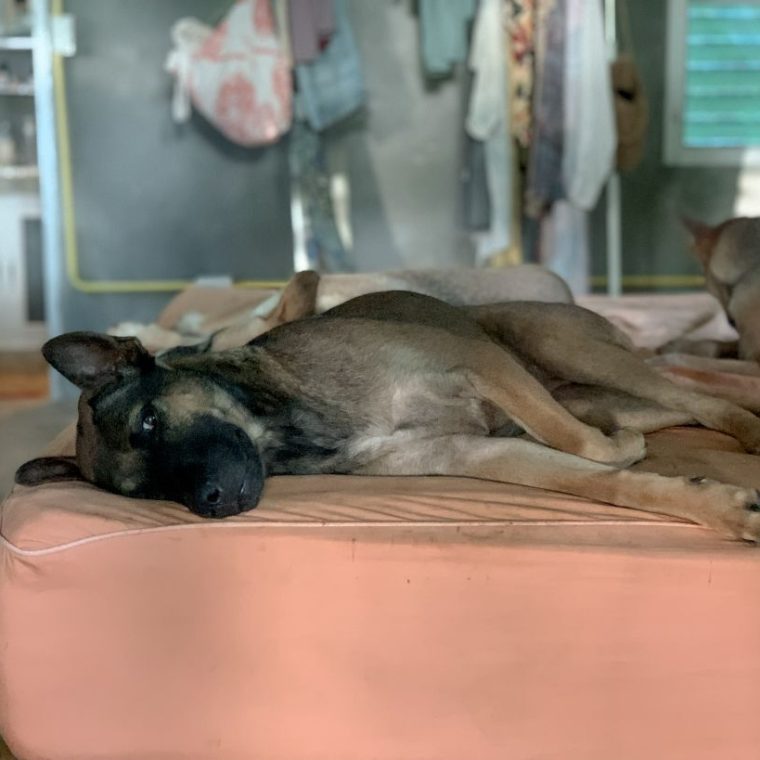 Atlas, an adoptable Thai rescue dog at Koh Mak Animal Clinic
